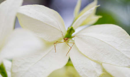 Little bug sitting on flower, macro photography, Costa rica. High quality photoの写真素材