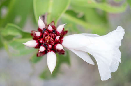 Beautiful flower,close up, costa rica. High quality photoの写真素材