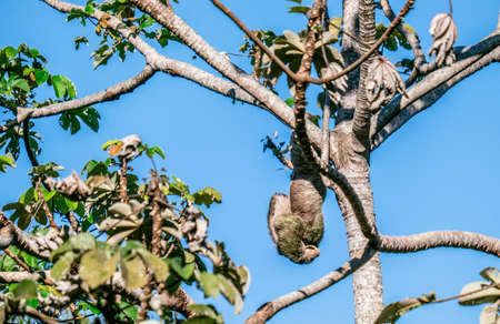 Cute Sloth on the tree - Costa rica. High quality photoの写真素材