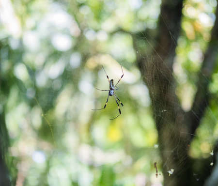 Spider on the net, Costa ricaの写真素材