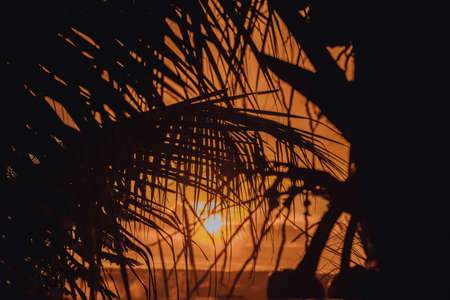 Beautiful photo of sunset behind plam leafs in Costa ricaの写真素材