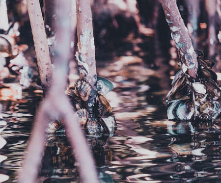 Sea shells on the tree trunk, Carribean sea, Bastimentos islandの写真素材