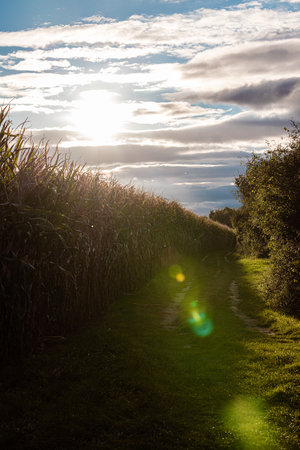 Sunset over a corn field in the countryside of England, UK