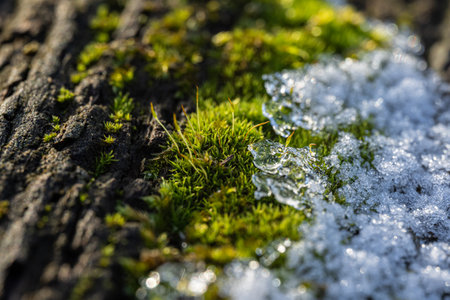 Green moss on the bark of an old tree covered with snow.の写真素材