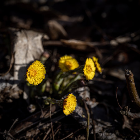 A close up shot of a colts foot in the sunの写真素材