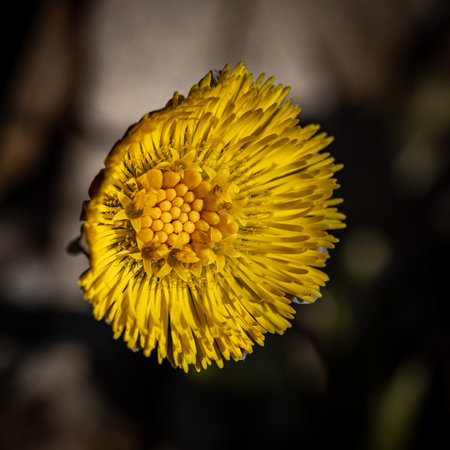 A close up shot of a colts foot in the sunの写真素材