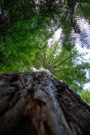 Looking up into the canopy of a tall redwood tree in the forest