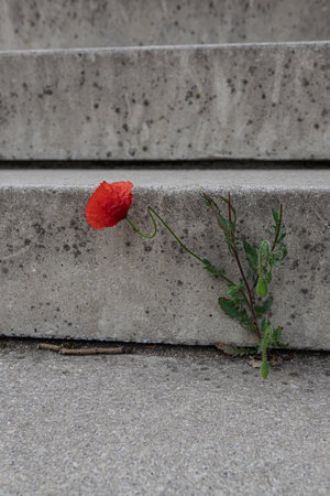 Vertical closeup of a tiny poppy flower growing directly at the stairsの写真素材
