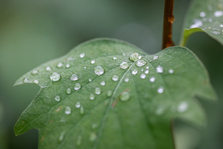 Water droplets on a leaf after a rain. Shallow depth of field
