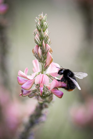 A bumblebee collects pollen from a pink flower in the garden