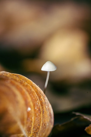 Mushroom in the autumn forest, close-up macro photographyの写真素材