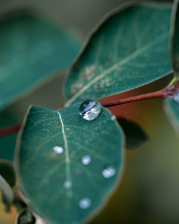 Closeup shot of water drops on green leafの写真素材
