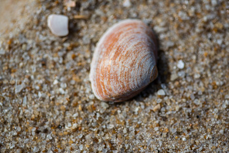 Closeup shot of shell on a beach