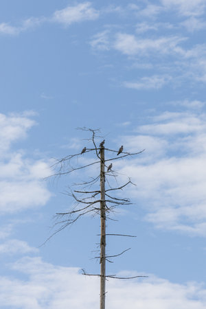 dead tree with birds on it against a blue sky with white cloudsの写真素材
