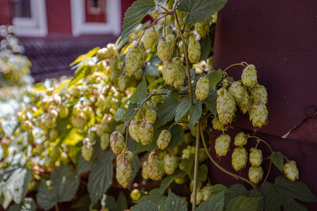 Closeup shot of some hops growing on a wall during the day
