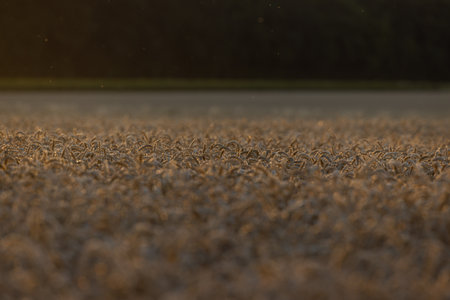 Close up of wheat ears in the field at sunset. Nature backgroundの写真素材