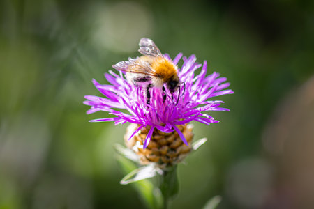 Bee on a purple flower in the garden. Shallow depth of field.