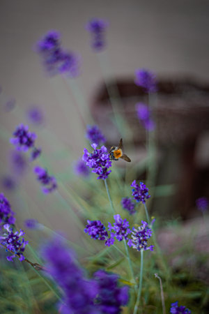 Closeup shot of a bumblebee on a lavender flower