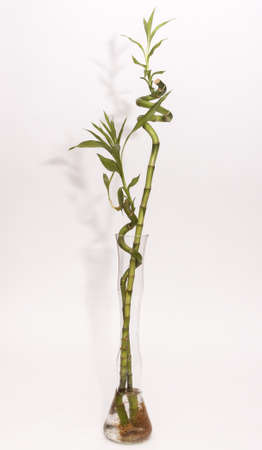 Bambooの写真素材