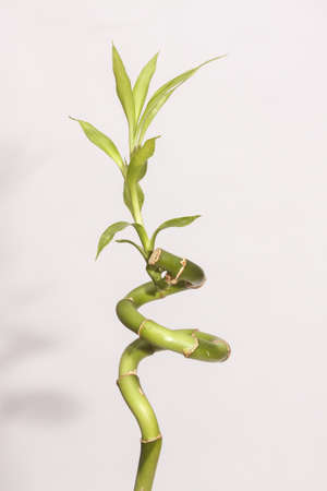 Bambooの写真素材