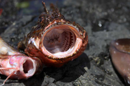 Red fish with a nice open mouth