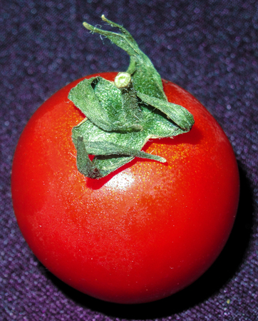 A cherry tomato upright with the view on an angleの写真素材
