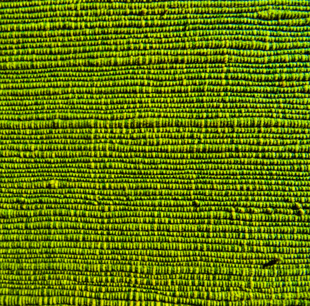 Green threaded material with details of the stitchingの写真素材
