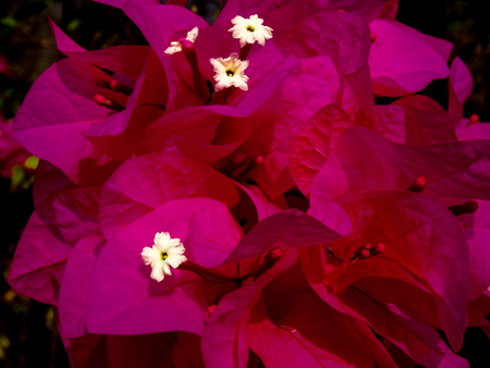 Delicate pink flowers from a tree with five white  centersの写真素材