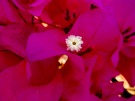 Delicate pink flowers from a tree with one white center