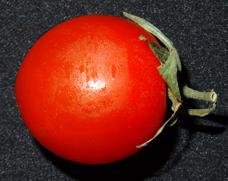 A cherry tomato from above lying on its sideの写真素材