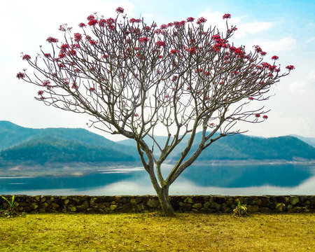 A pink flowered tree with a lake and mountains behind itの写真素材