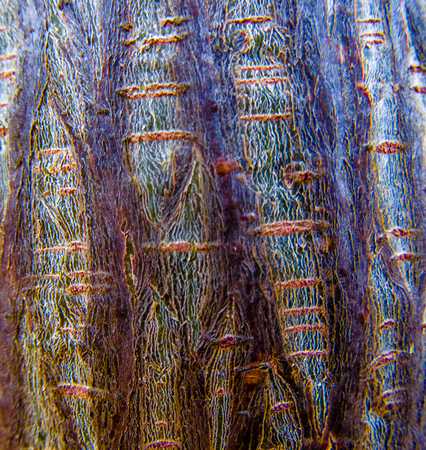 A close -up shot of a old tree trunk bark with colors of greenand brownの写真素材