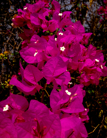 Delicate pink flowers from a tree with white  centers climbing upの写真素材