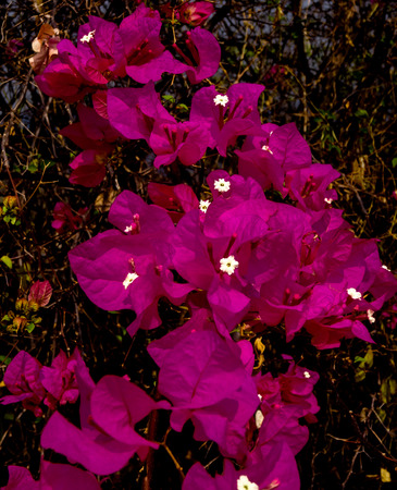 Delicate pink flowers from a tree with white  centers at the side of a treeの写真素材