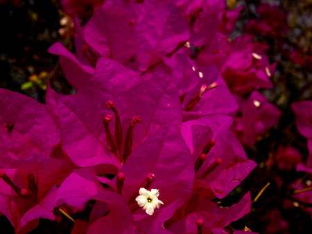 Delicate pink flowers from a tree with one white center at the bottomの写真素材