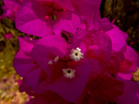 Delicate pink flowers from a tree with white  centers and pink no blossomedの写真素材