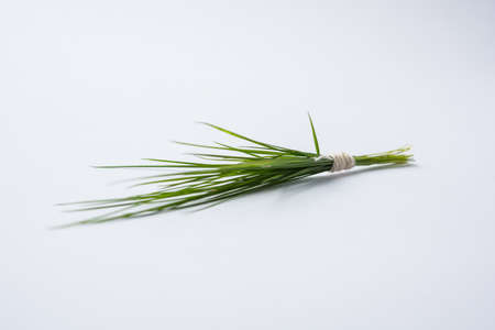 durwa or durva or green grass representing trishul armour, offered to lord Ganeshaの写真素材