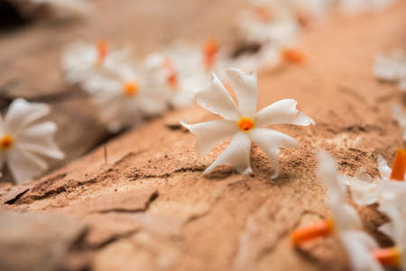 Nyctanthes arbor-tristis or Parijat or prajakt flower typically found in India,asiaの写真素材