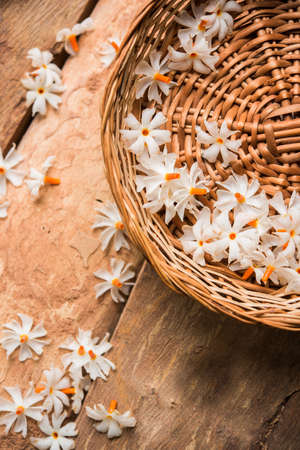 Nyctanthes arbor-tristis or Parijat or prajakt flower typically found in India,asiaの写真素材