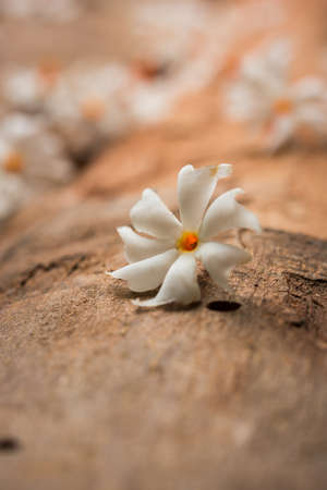 Nyctanthes arbor-tristis or Parijat or prajakt flower typically found in India,asiaの写真素材