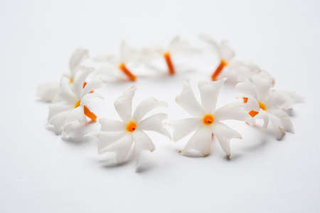 Nyctanthes arbor-tristis or Parijat or prajakt flower typically found in India,asiaの写真素材