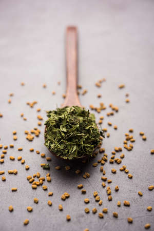 Kasuri Methi / Kasoori Methi or dried fenugreek leaves also known as Trigonella Foenum Graecumの写真素材
