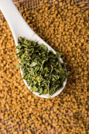Kasuri Methi / Kasoori Methi or dried fenugreek leaves also known as Trigonella Foenum Graecumの写真素材