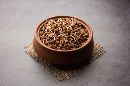 Sprouted Kala Chana or Black or brown Chickpeas - it's a vegan substitute for rich protein and it has high content of living enzymesの写真素材
