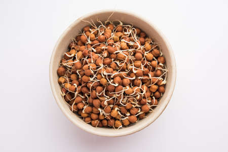 Sprouted Kala Chana or Black or brown Chickpeas - it's a vegan substitute for rich protein and it has high content of living enzymesの写真素材