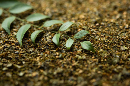 Curry leaves powder or Karivepaku or karuveppilai podiの写真素材