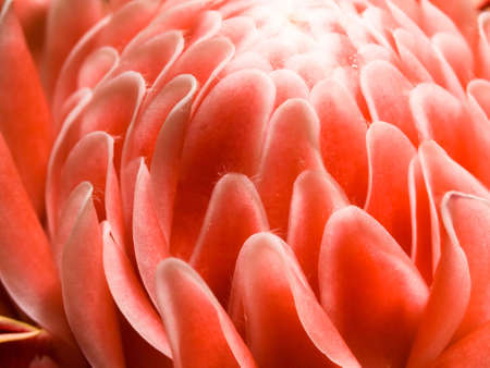 Ginger Flower Headの写真素材