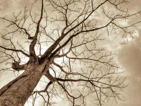 Bare Treeの写真素材