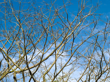 Bare Branchesの写真素材