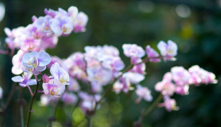 Phalaenopsis Orchidの写真素材